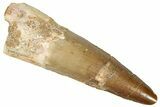 Fossil Spinosaurus Tooth - Real Dinosaur Tooth #301289-1